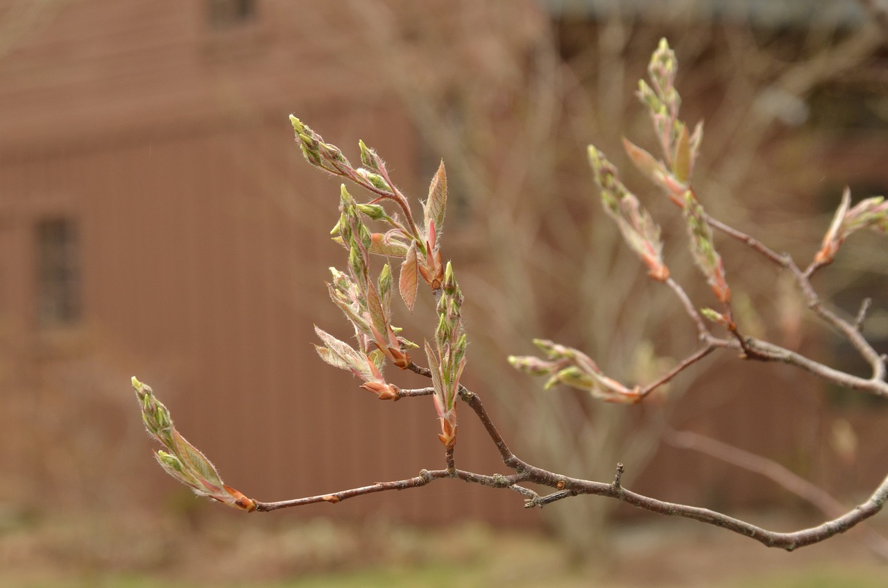 branch plant sheet free photo