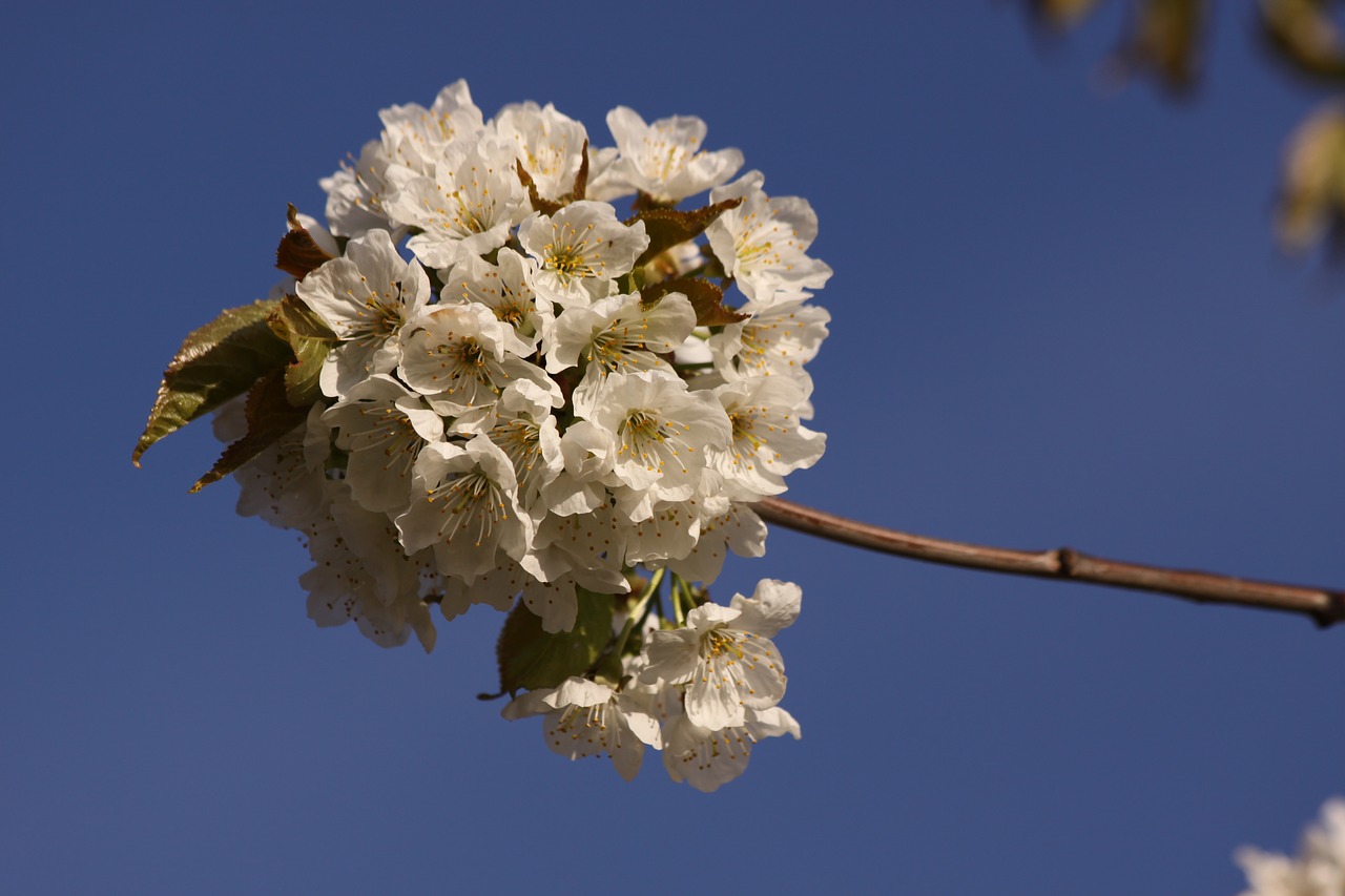 cherry branch spring flowers free photo