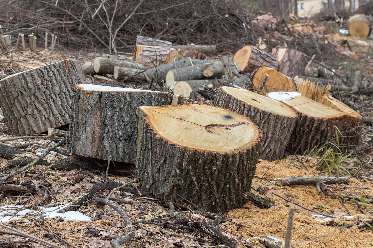 branch stumps saw cut free photo