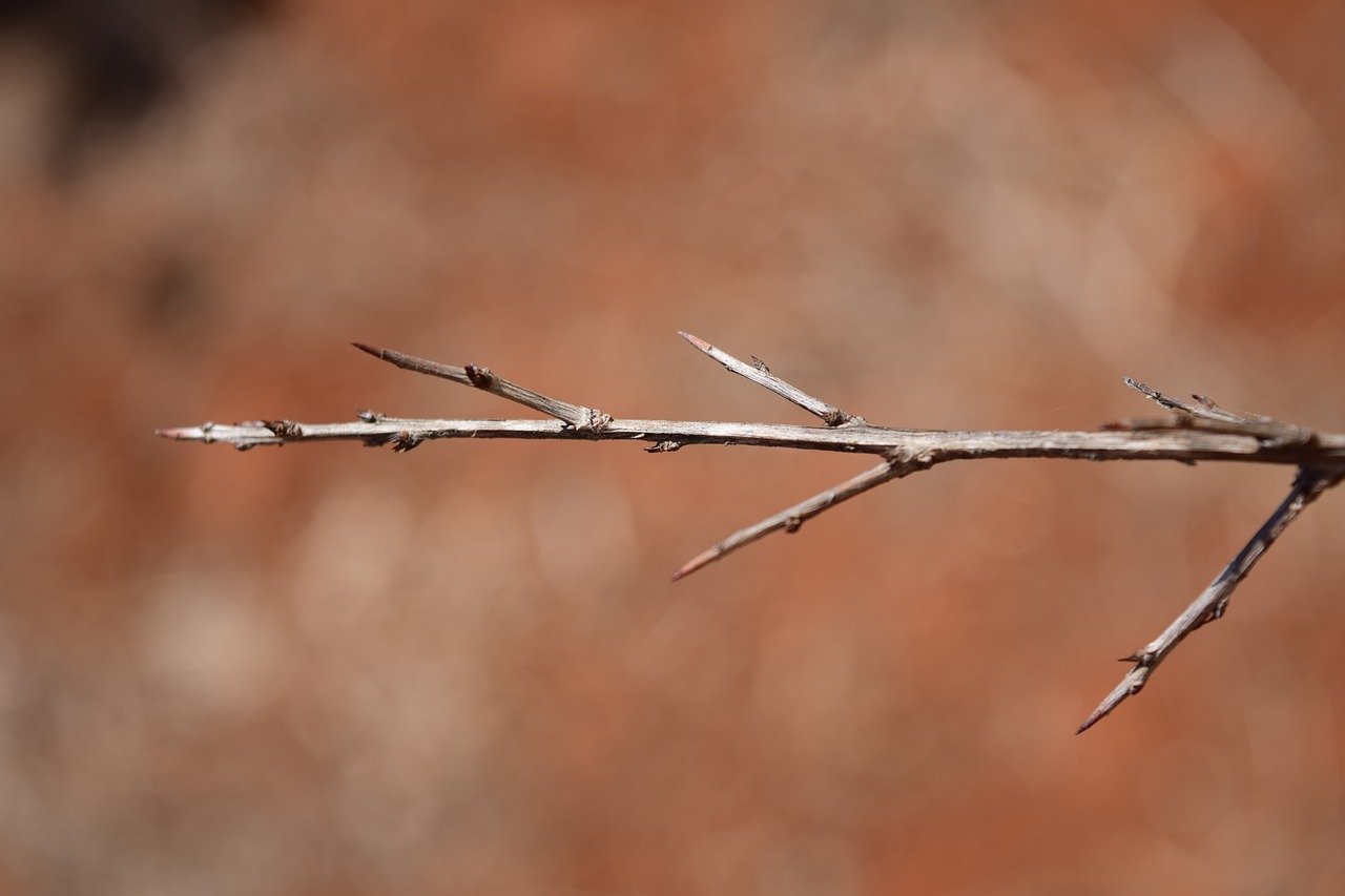 branch arid wood free photo