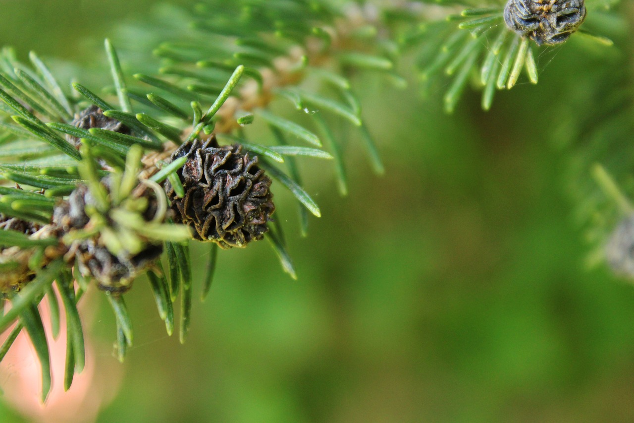 branch pine green free photo