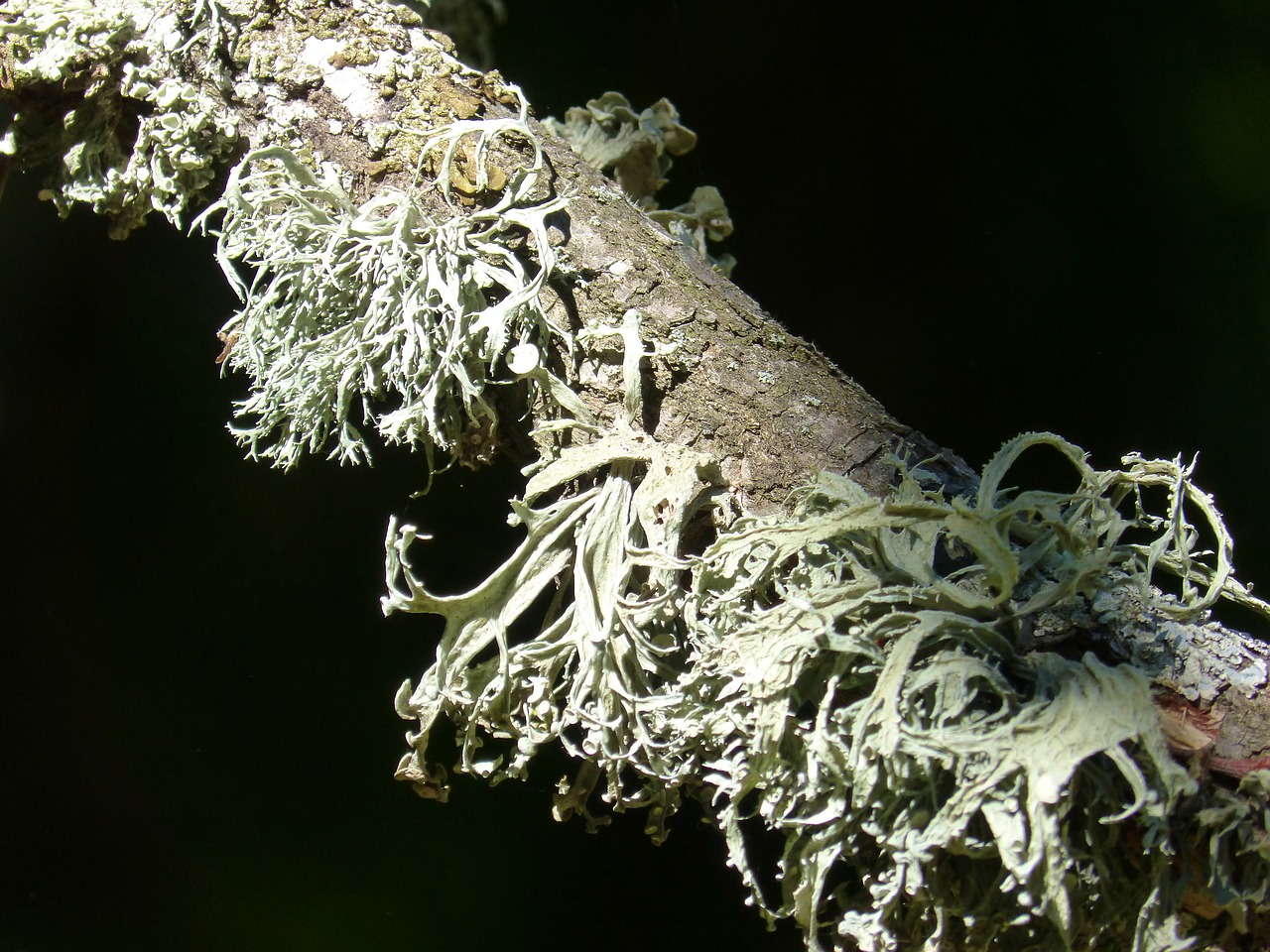 branch lichen forest free photo