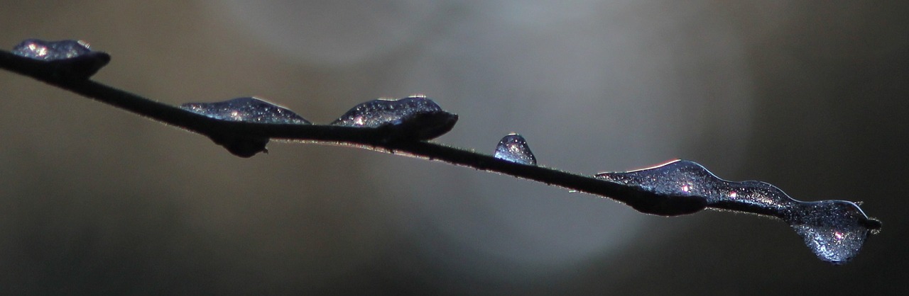 branch drops freeze free photo