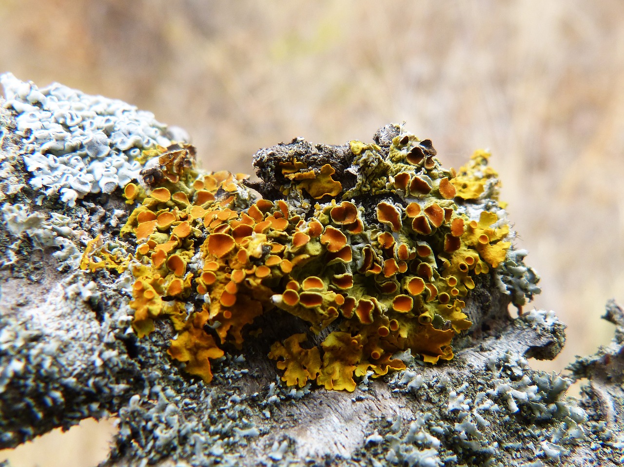 branch lichen lichens free photo