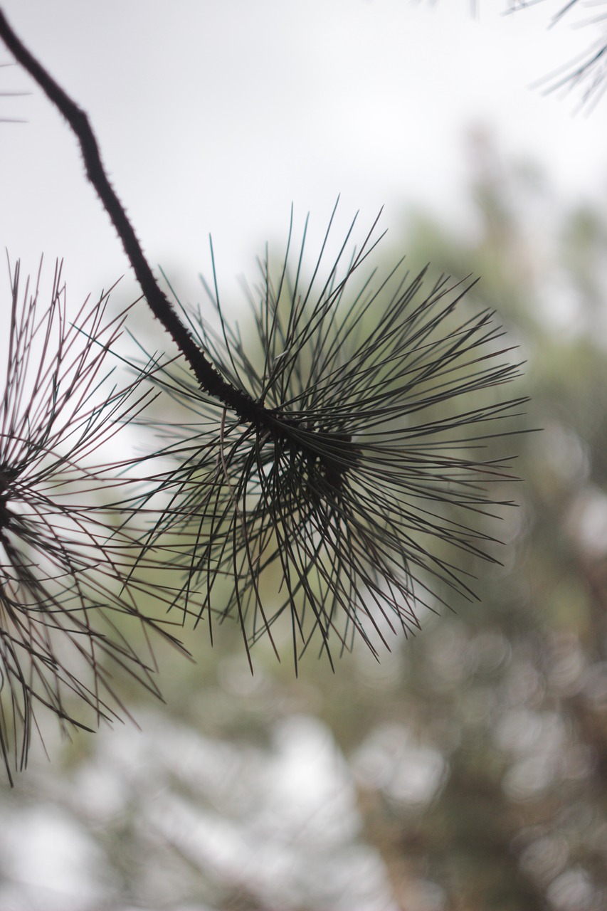 branch pine branch coniferous tree free photo