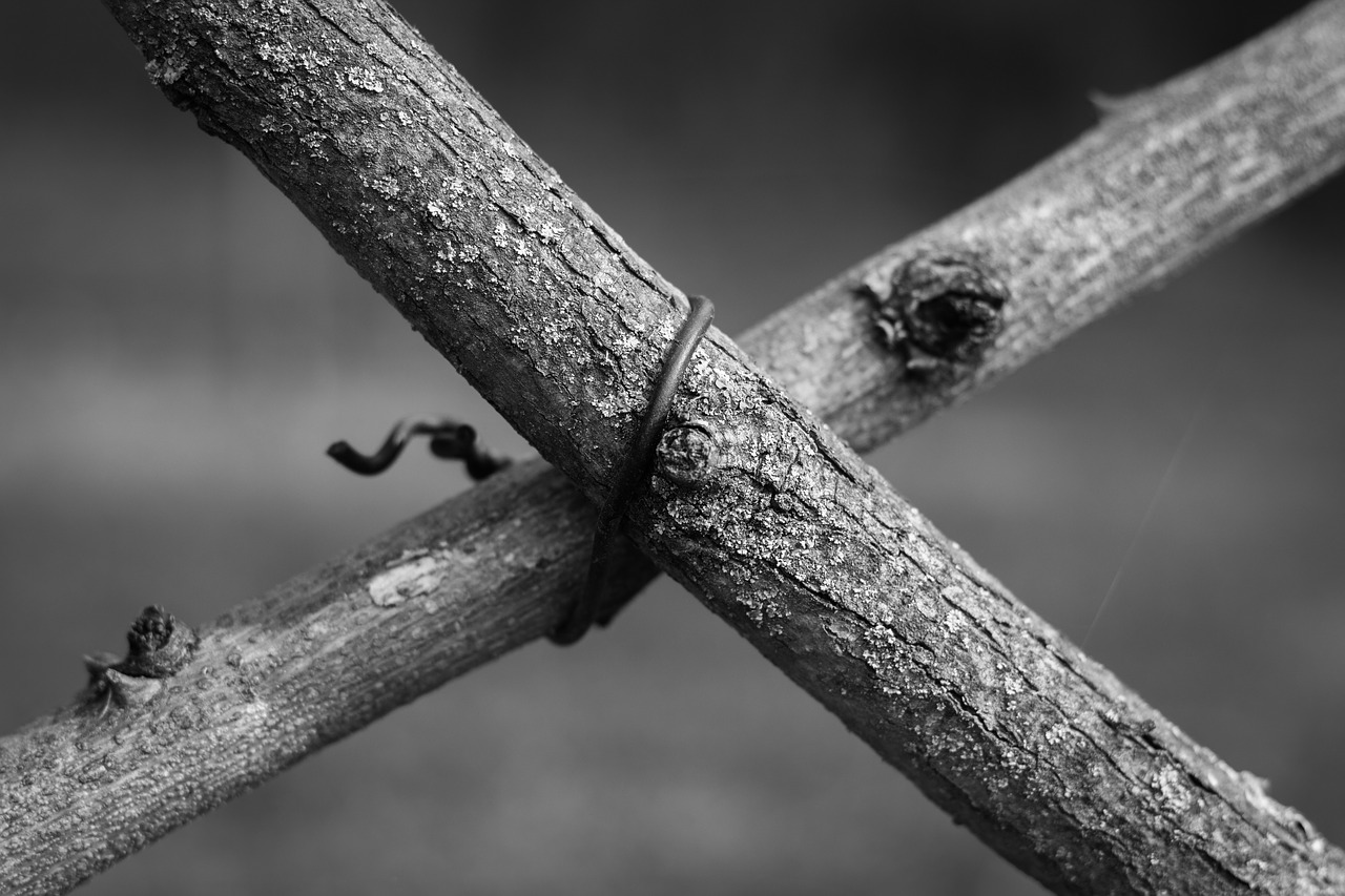 branch branches wire free photo