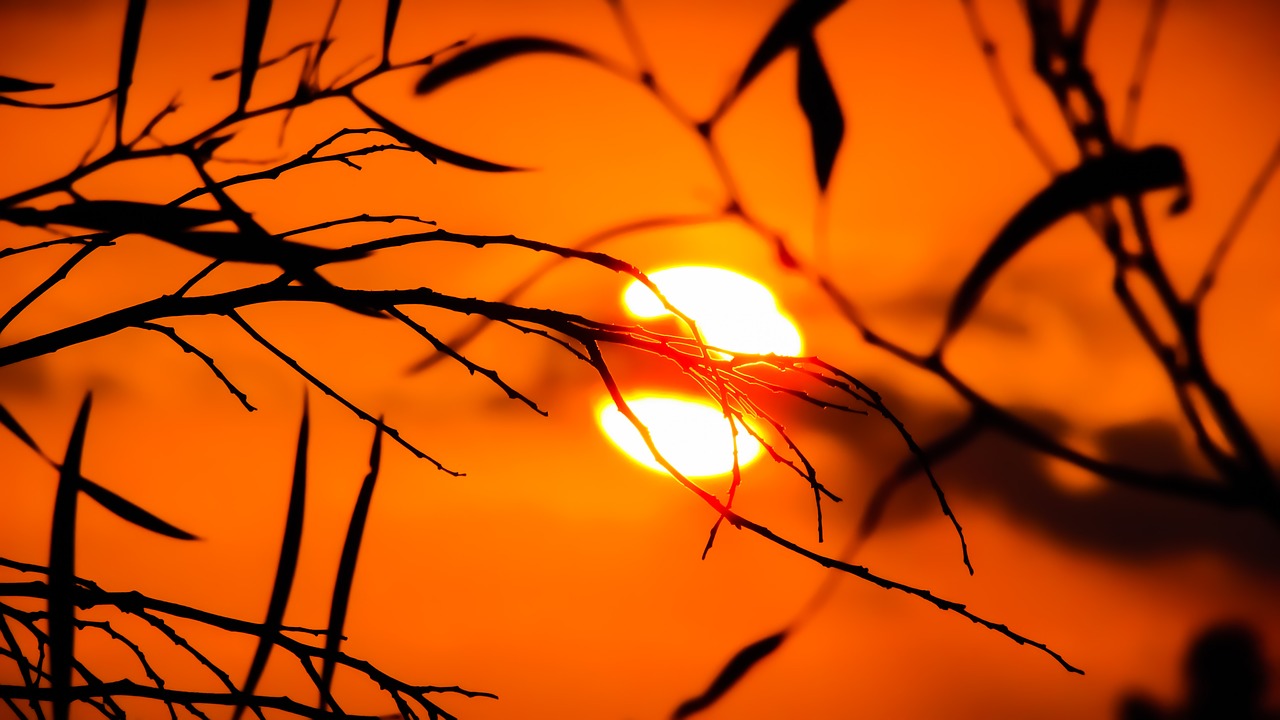 branch sunset nature free photo