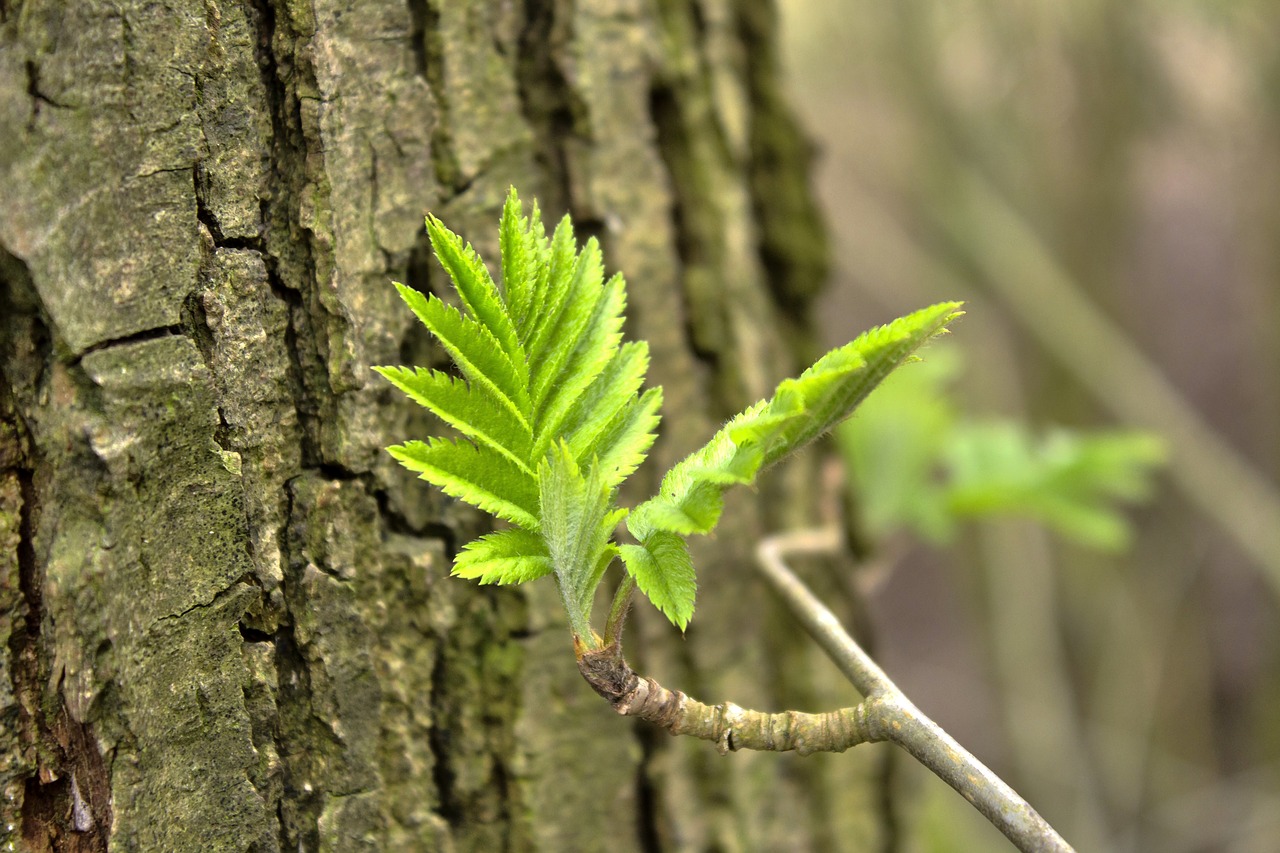 branch spring tree free photo