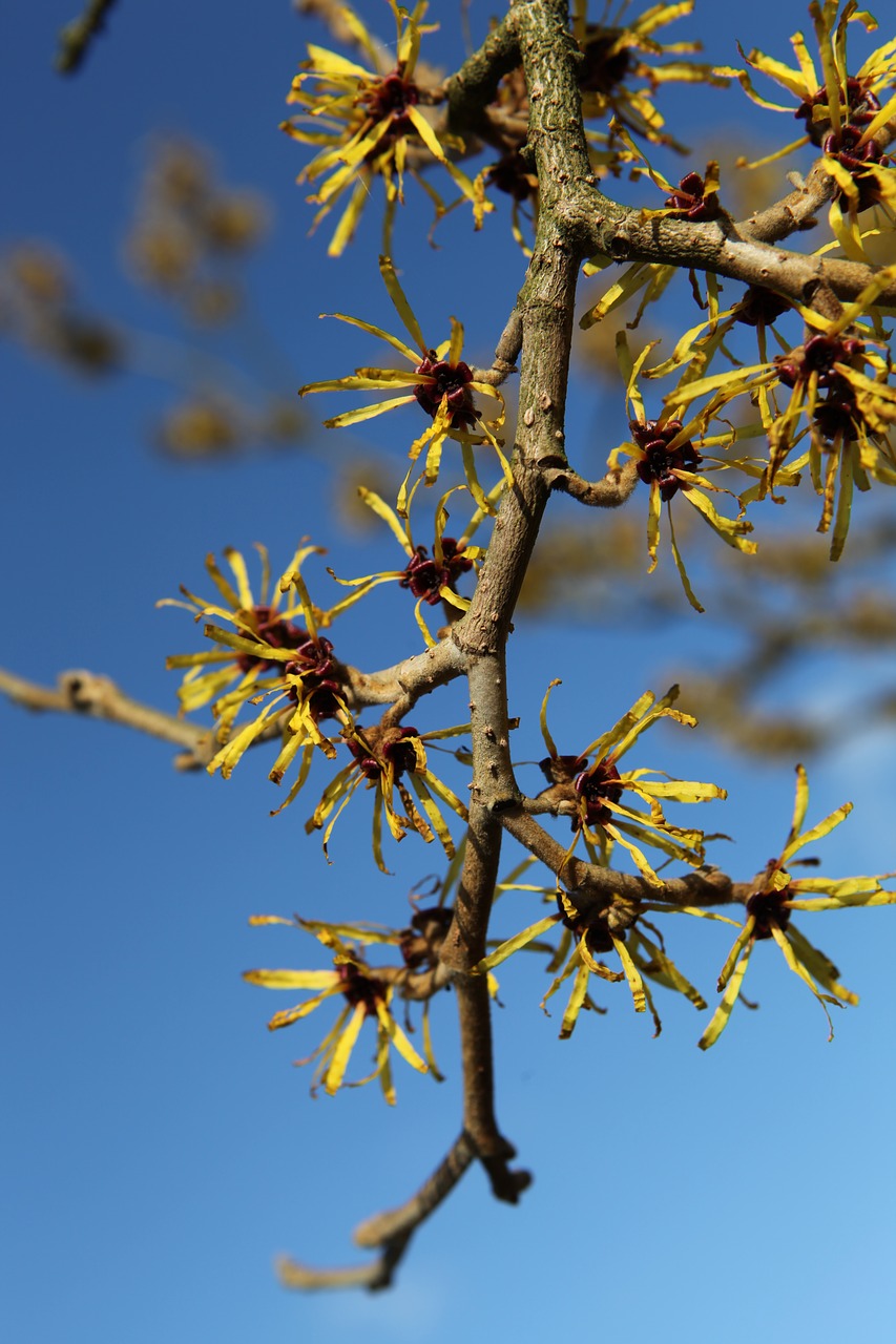 branch bud close free photo