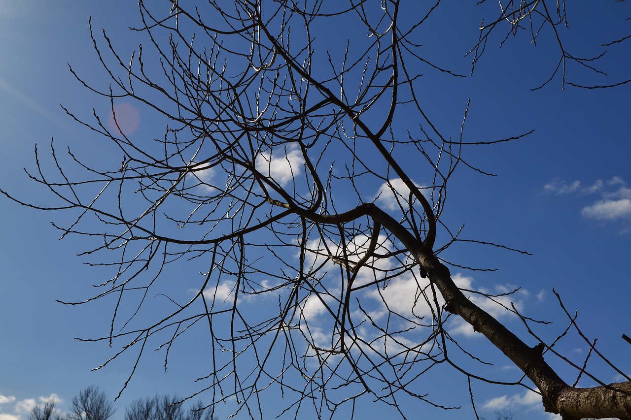 branch branches twig free photo