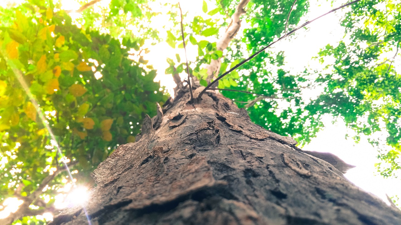 branch environment flora free photo