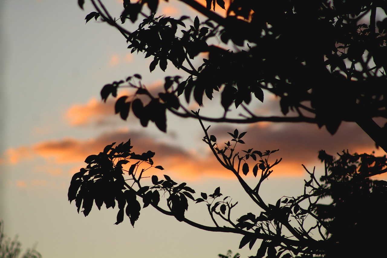 branch dawn dusk free photo