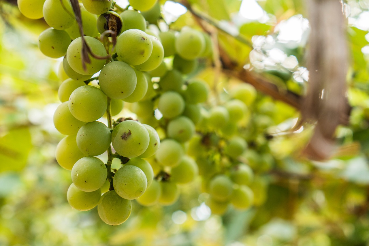 branch food fruits free photo