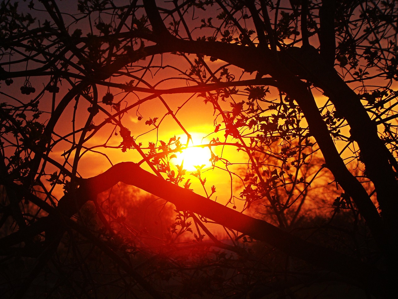 branch tree sunset free photo