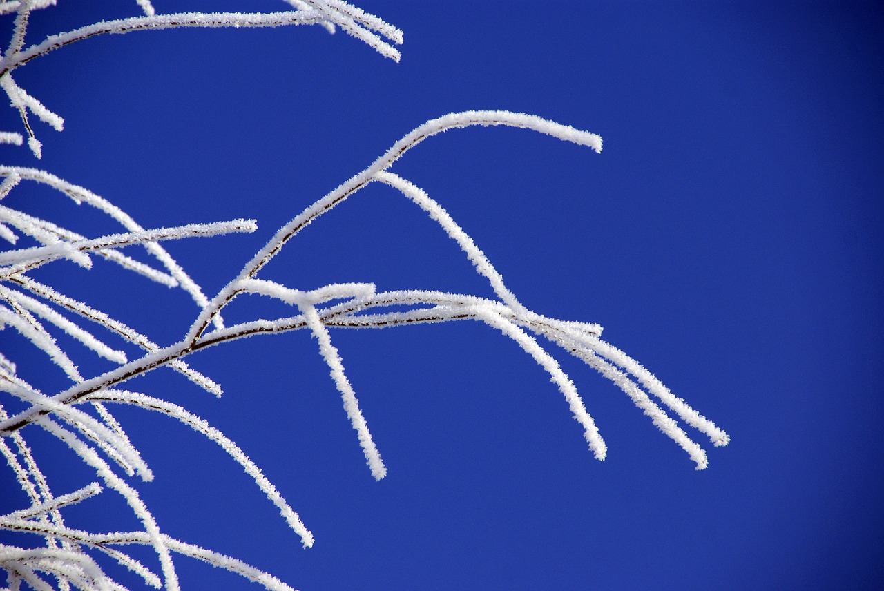 branch leann winter free photo