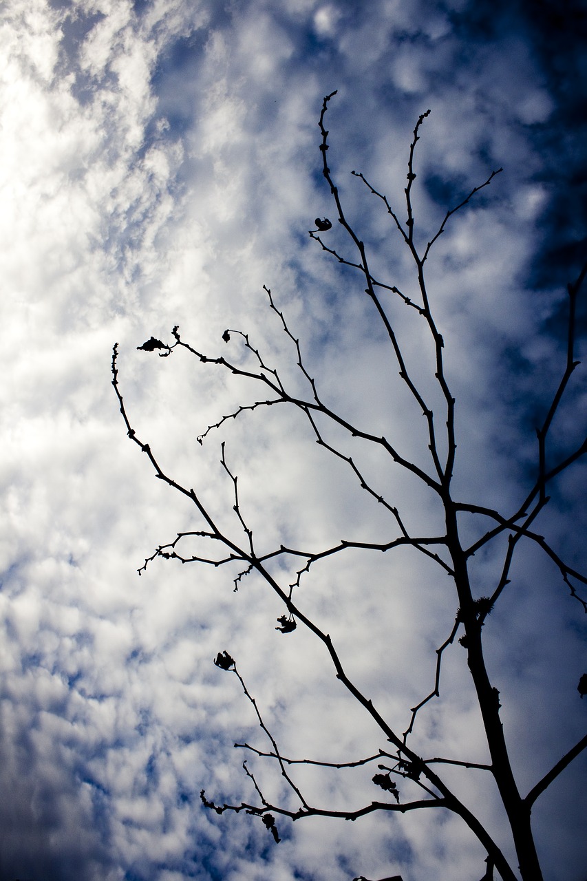 branch tree reverse light free photo