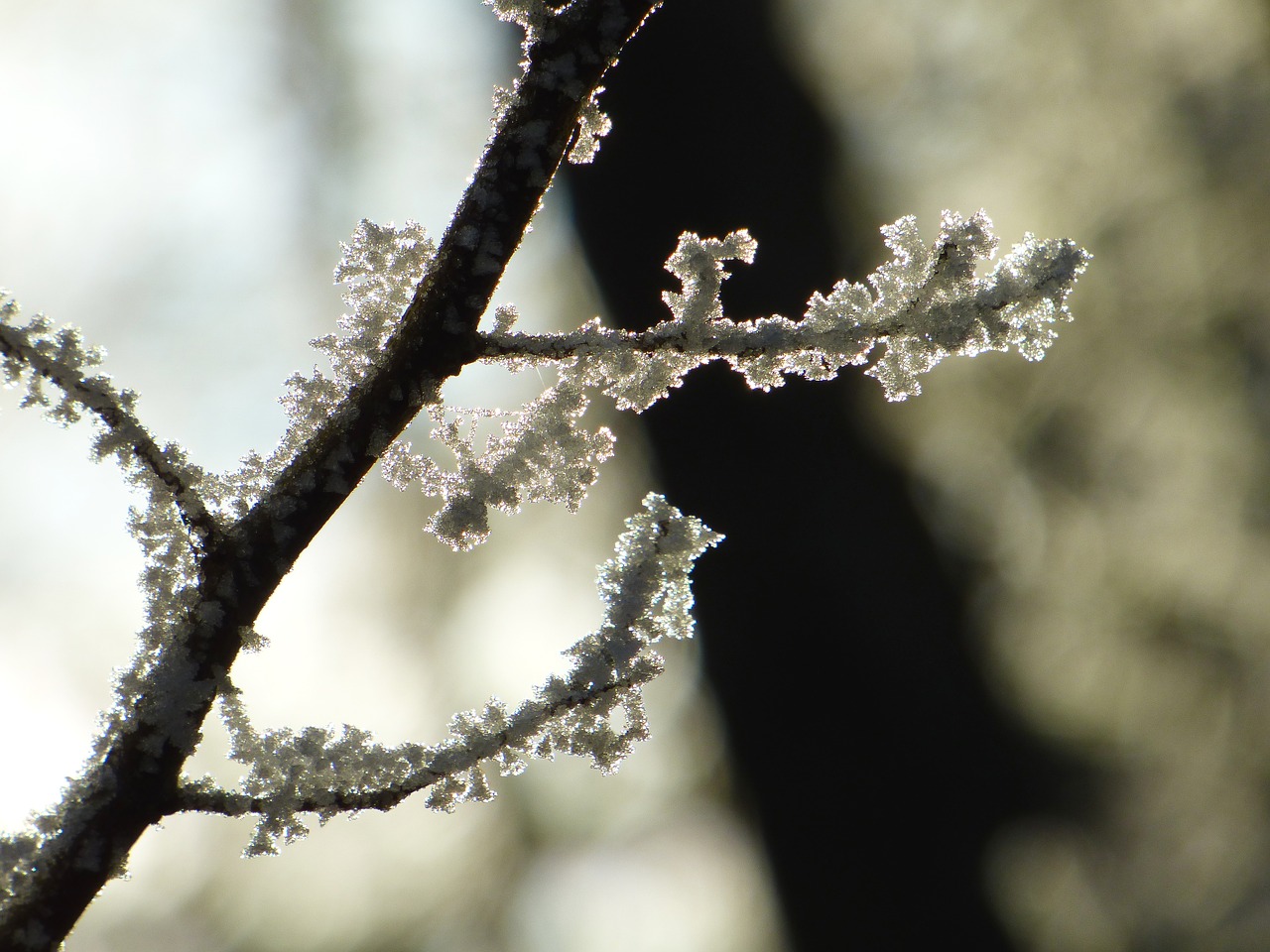 branch gel frost free photo