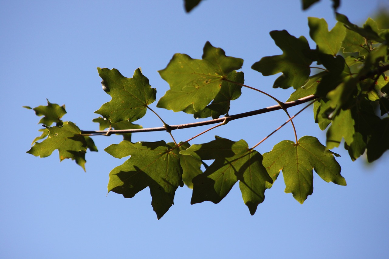 branch reverse light tree free photo