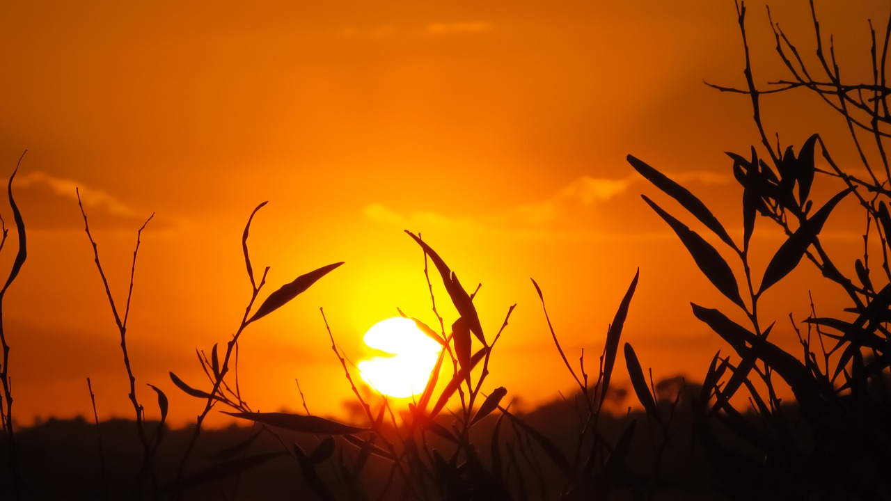 branch sunset nature free photo