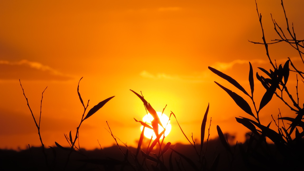 branch sunset nature free photo