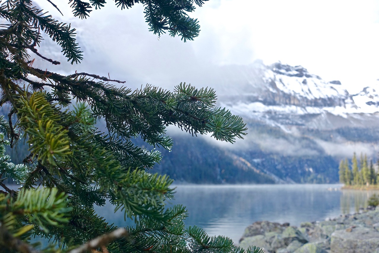 branch dew lake free photo