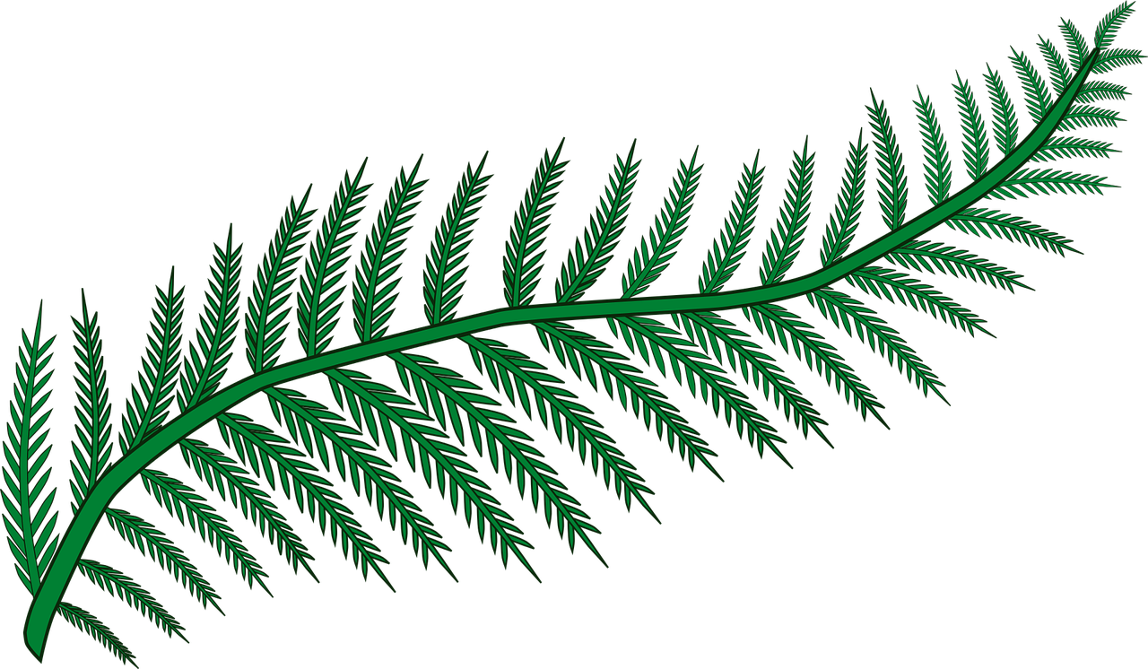 branch fern forest free photo