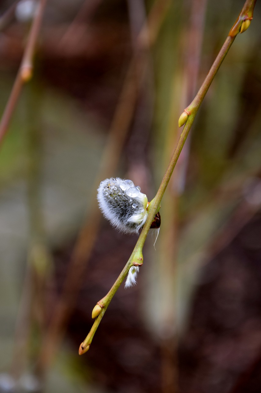 branch drip dew free photo