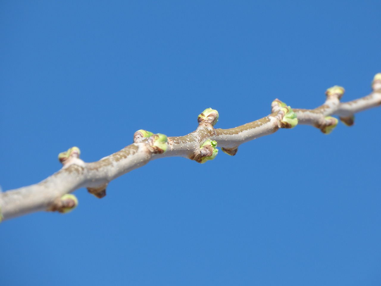 branch outbreak spring free photo