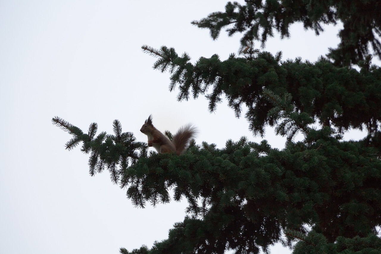 branch pine spruce free photo