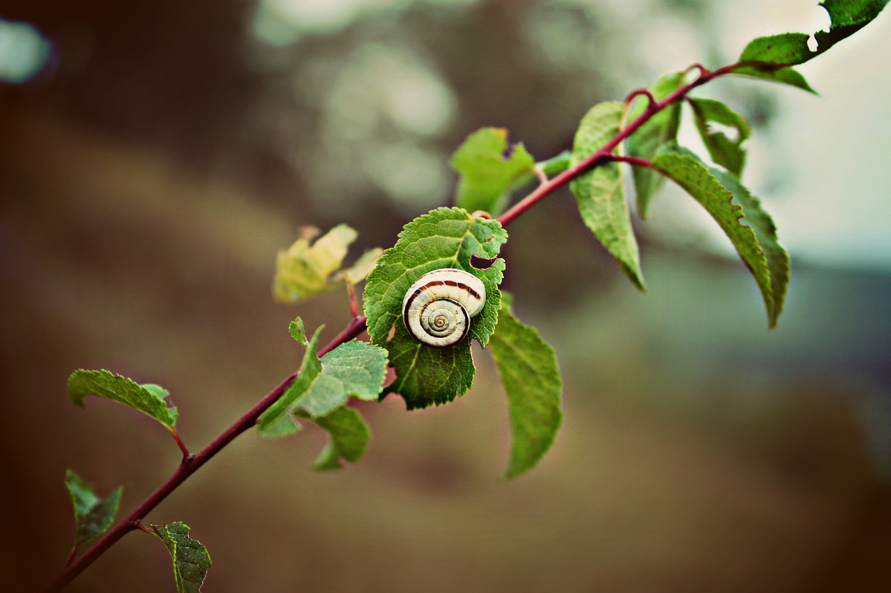 branch tree leaf free photo