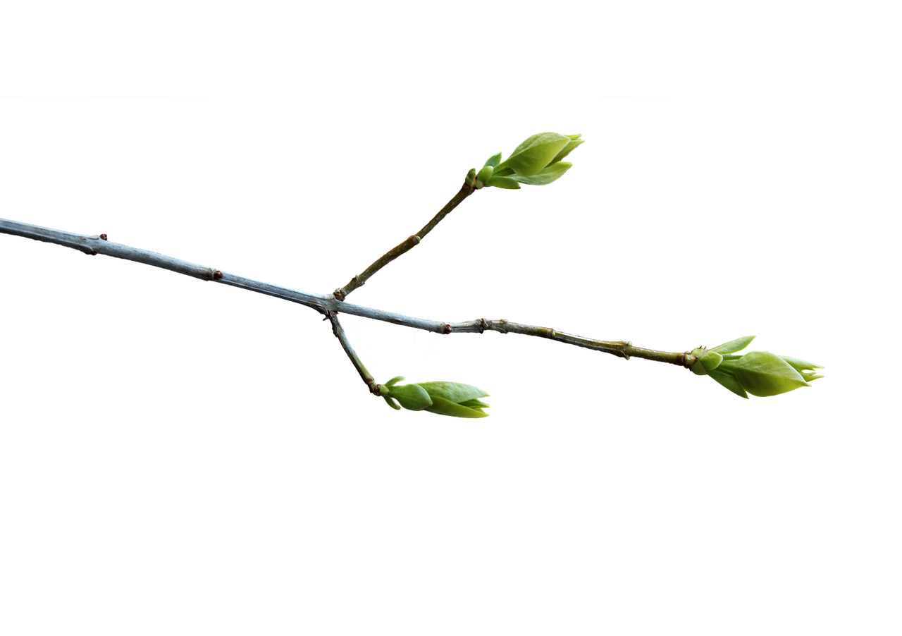 branch spring transparent free photo