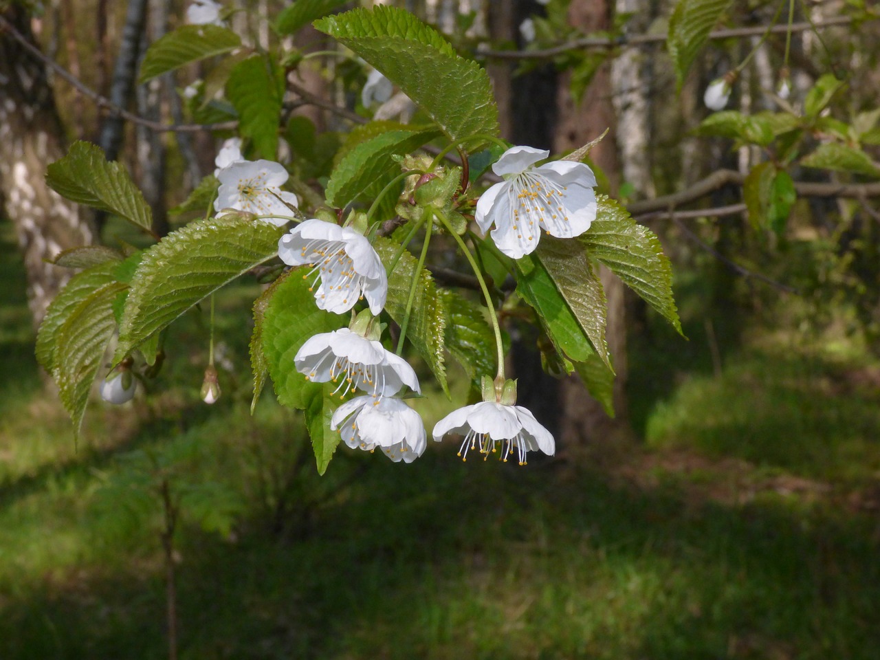 branch flowers tree free photo