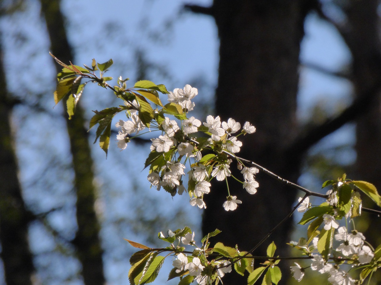 branch spring tree free photo