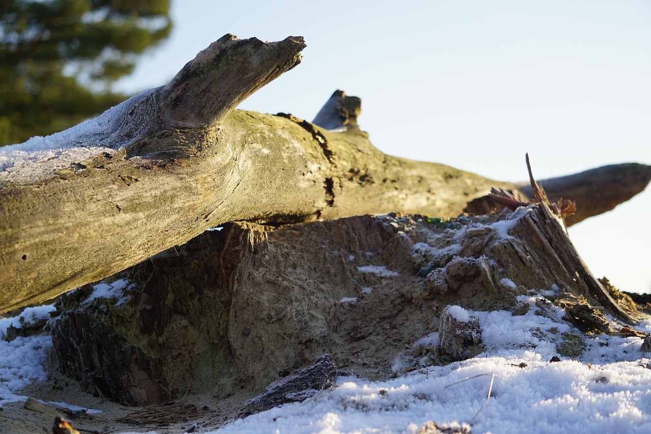 branch snow winter free photo