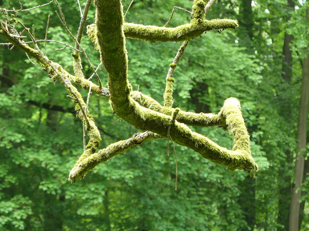 branch moss green free photo