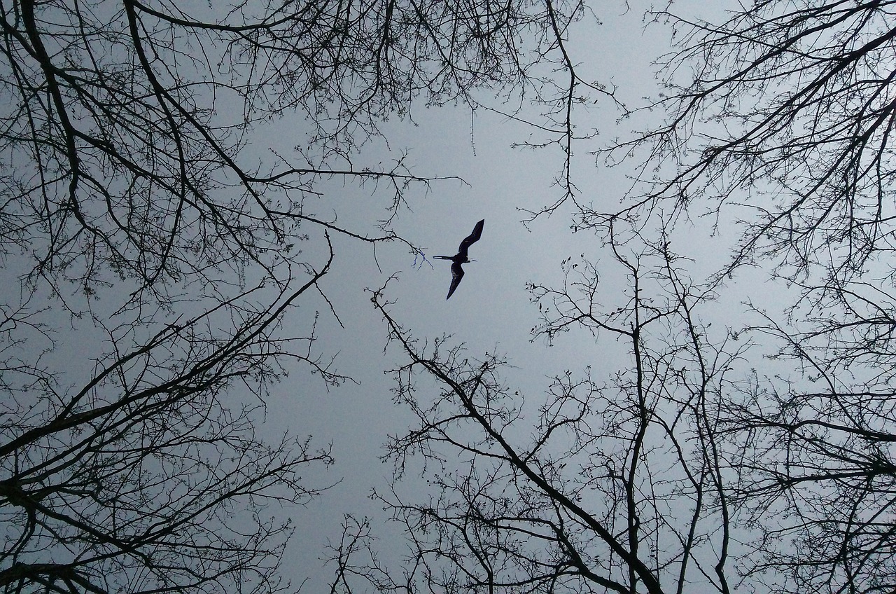 branch look up birds free photo