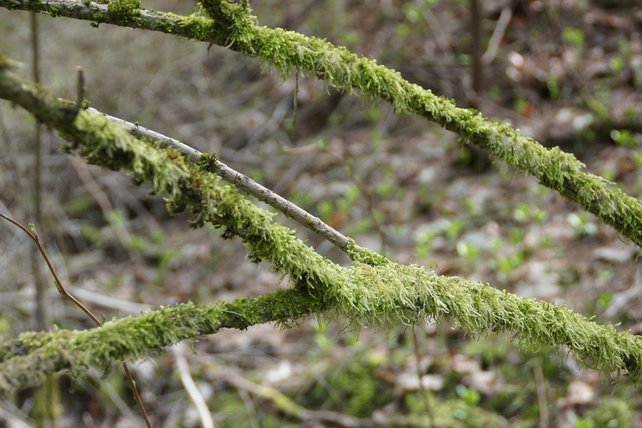 branch aesthetic branches free photo