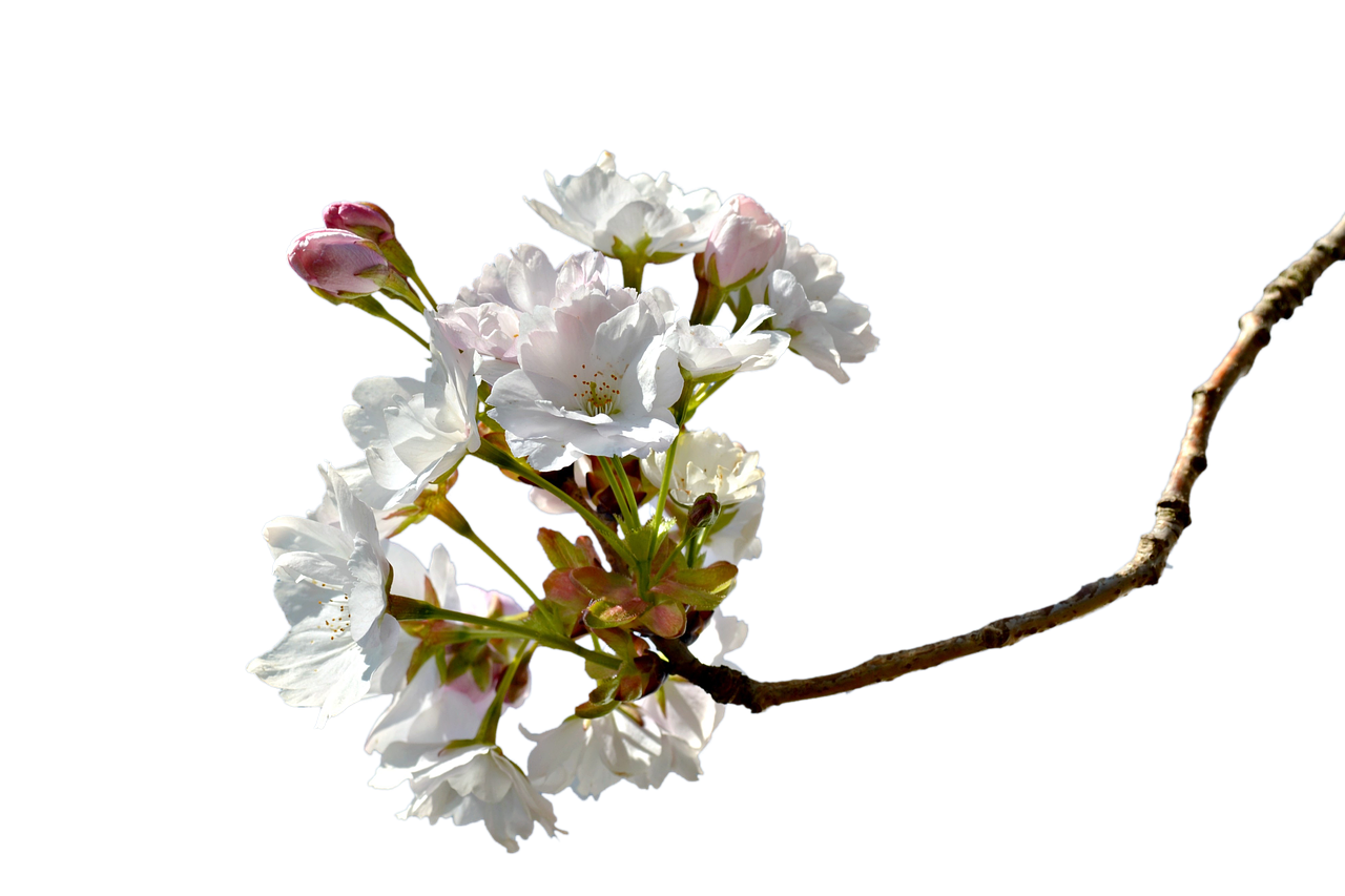 branch cherry cherry branches free photo