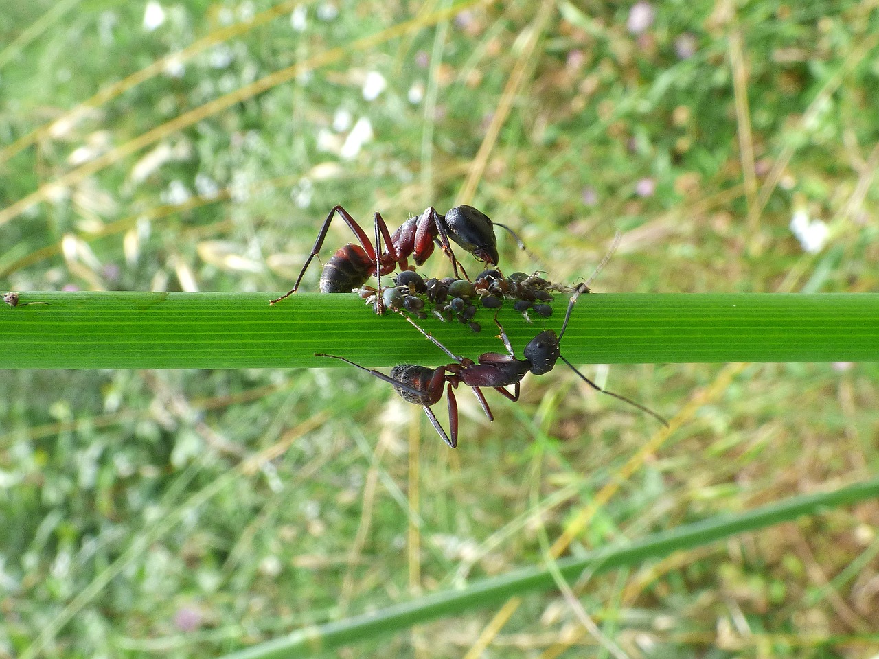 branch ants aphid free photo