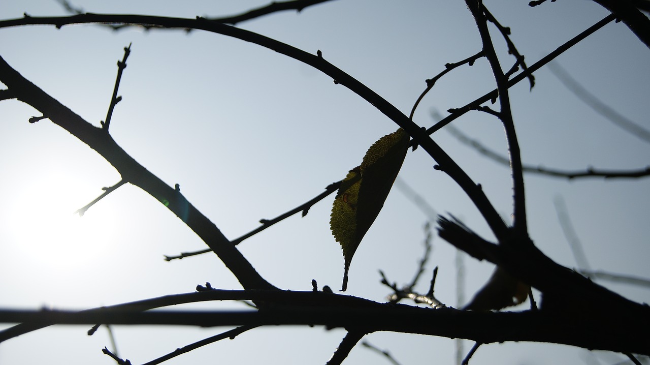 branch the leaves light free photo