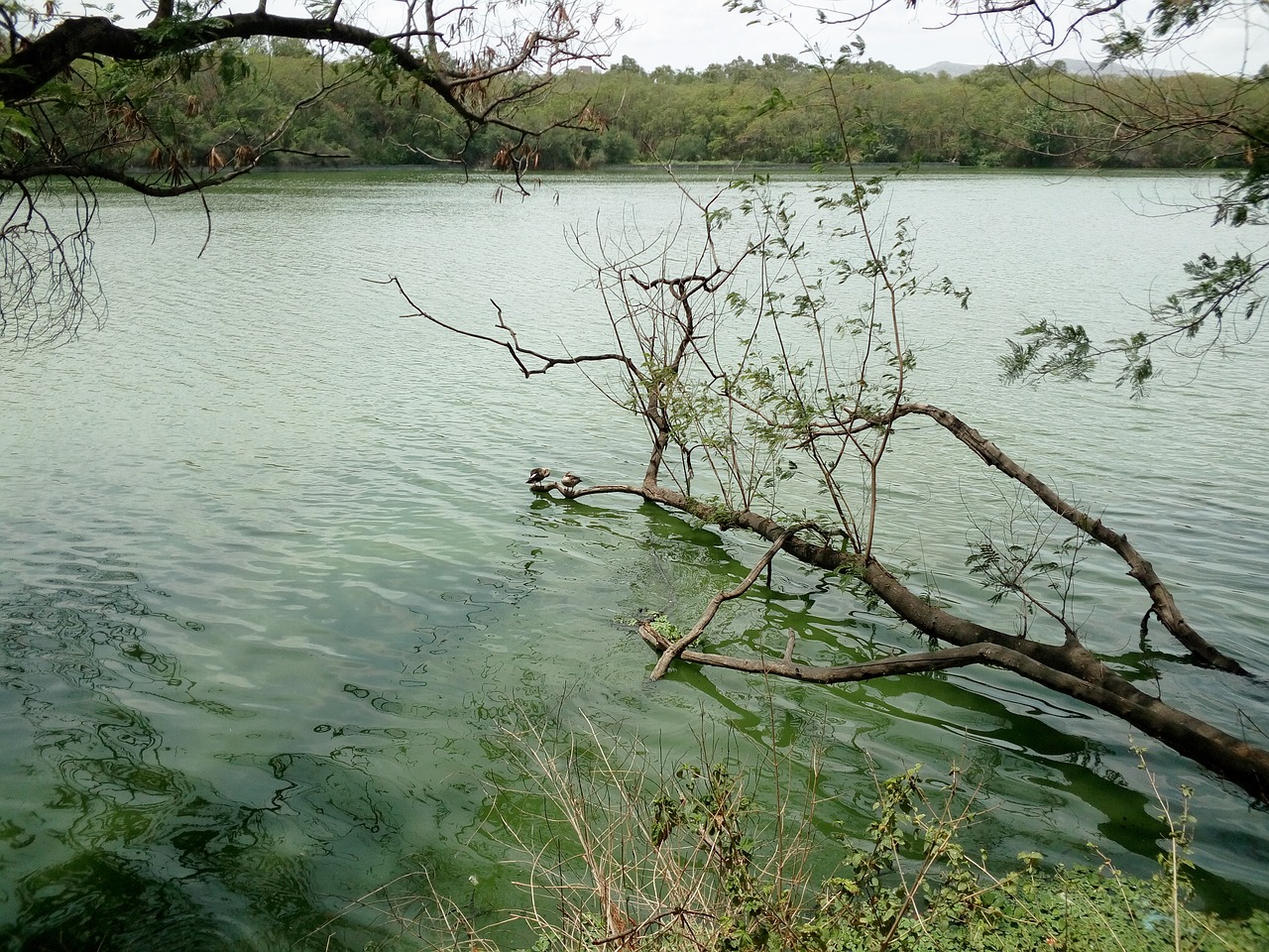 branch lake water free photo