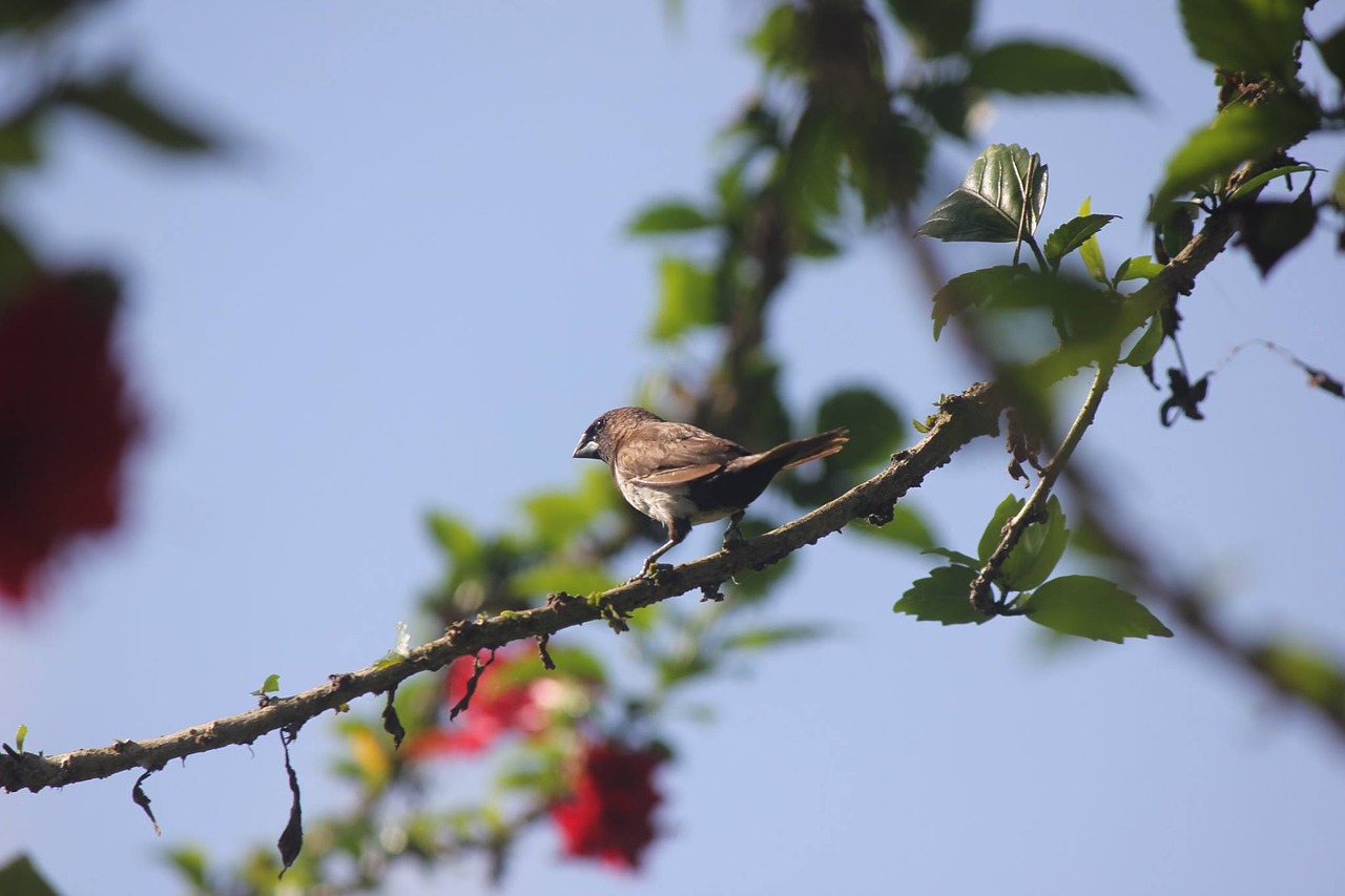 branch bird nature free photo