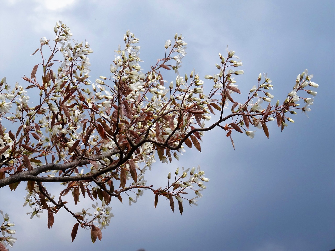 branch flowers sky free photo