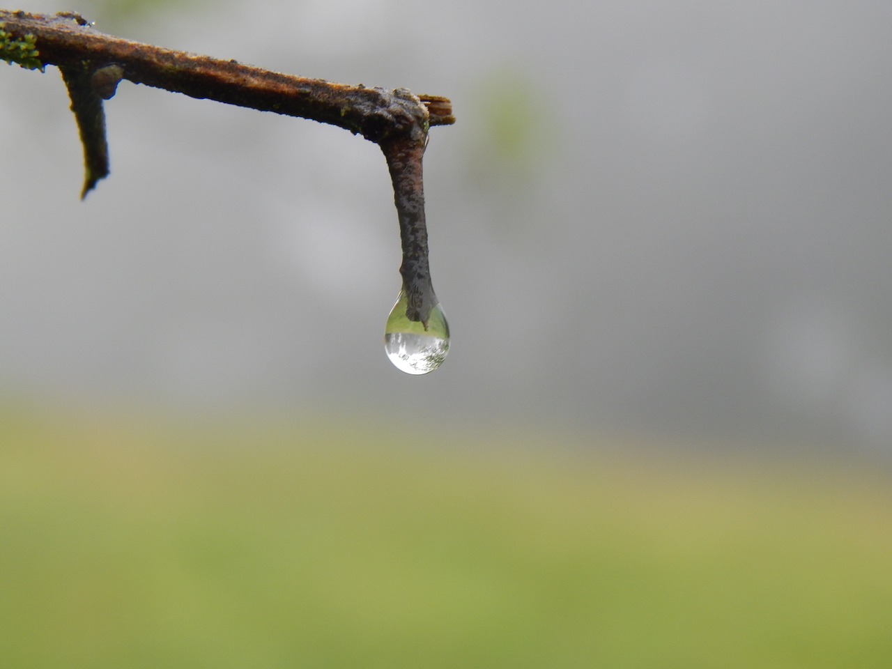 branch drop fog free photo