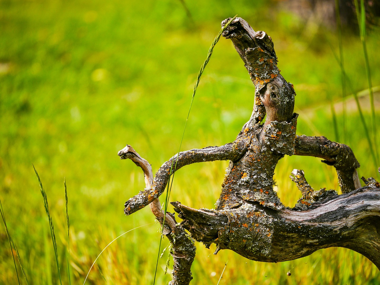 branch fabric meadow free photo