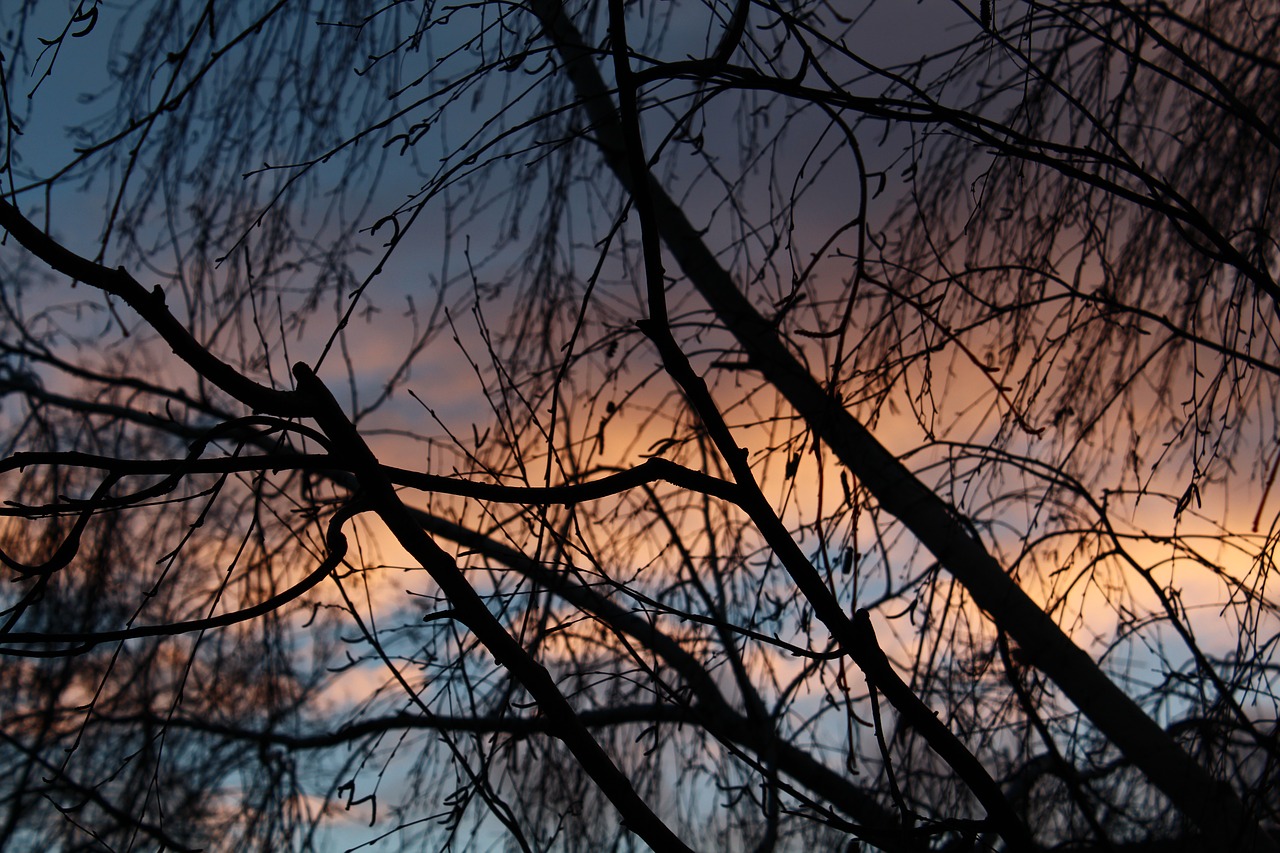 branch sky winter free photo