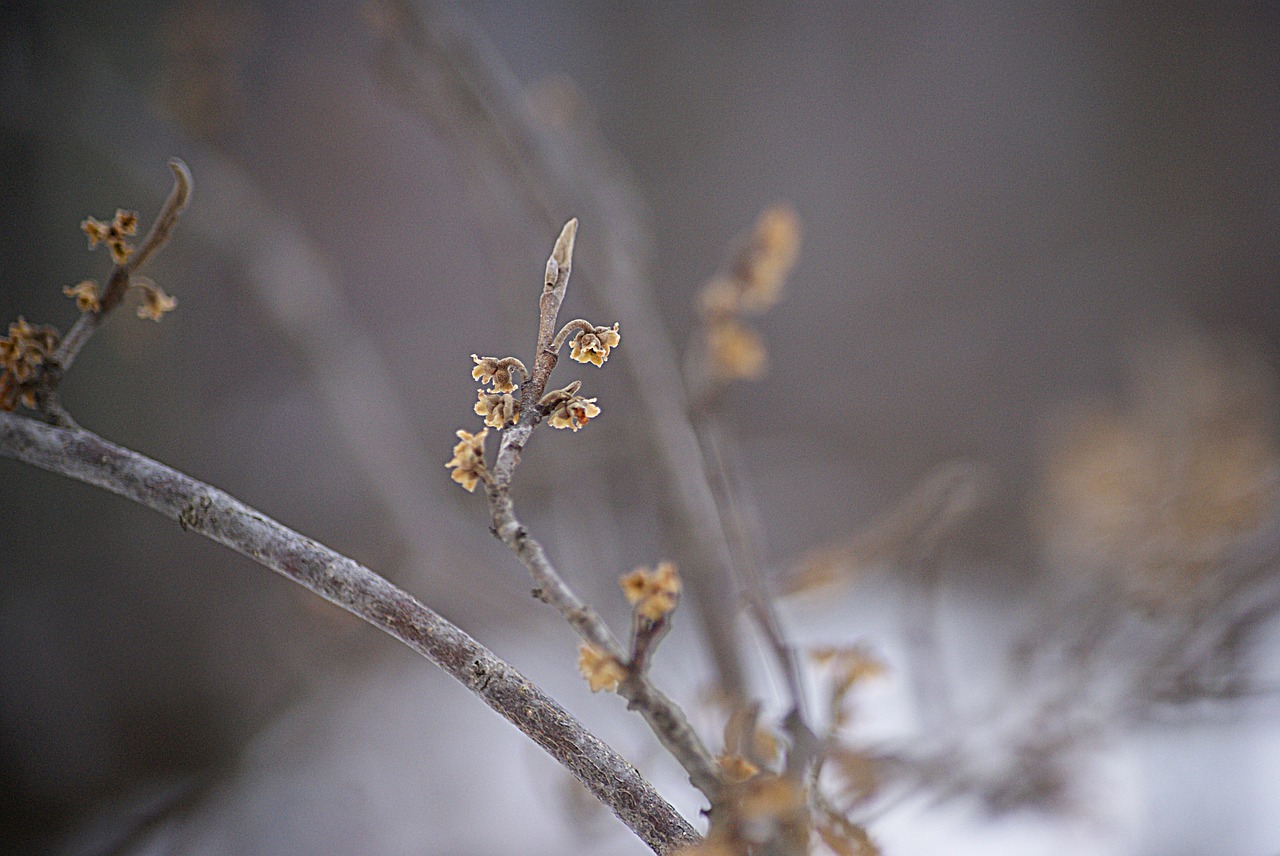 branch winter wood free photo