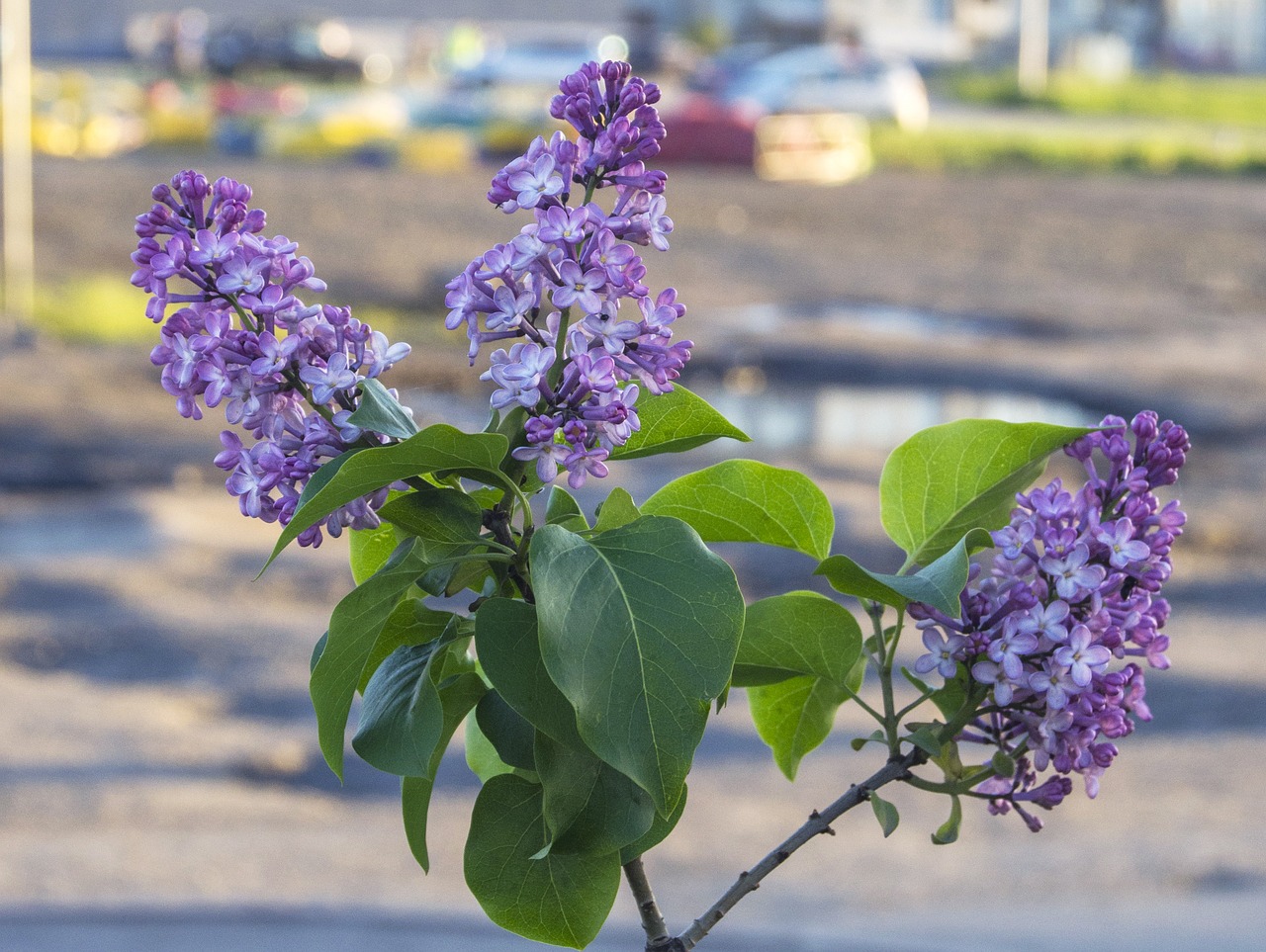 branch lilac flowers free photo