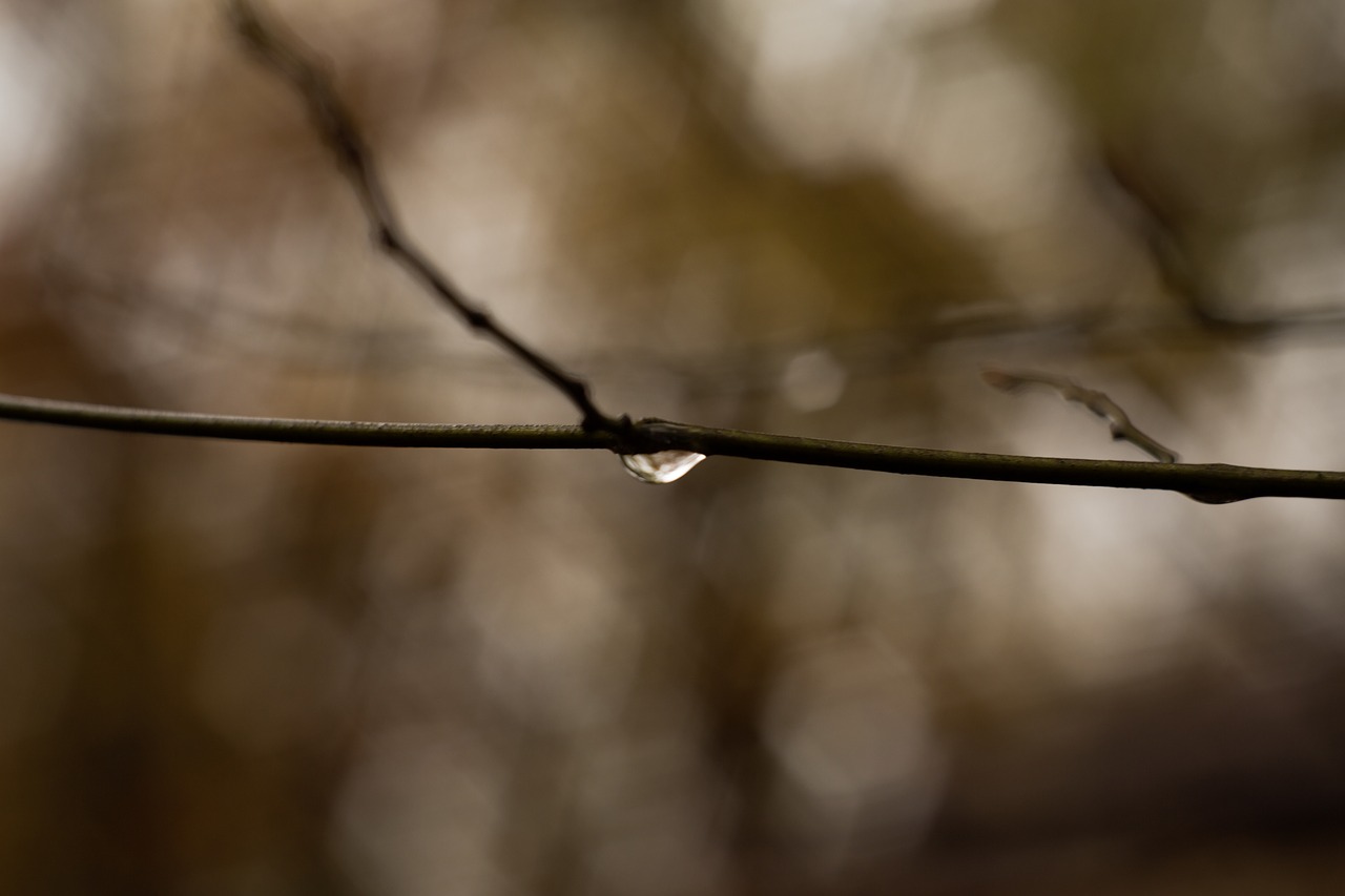 branch water drop free photo