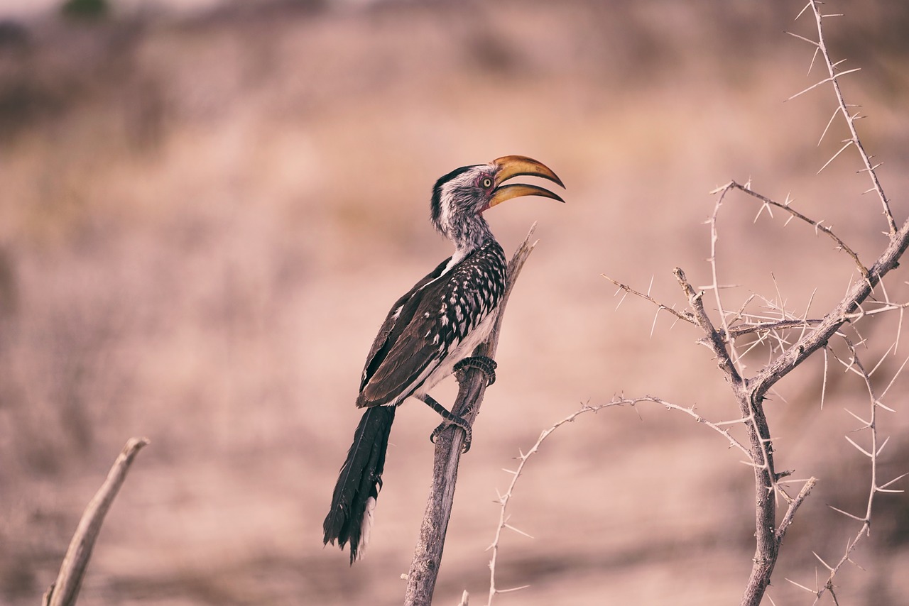 branch bird animal free photo